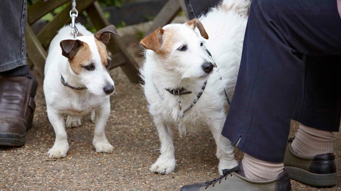 Visitors with two Jack Russell dogs at Flatford, Suffolk